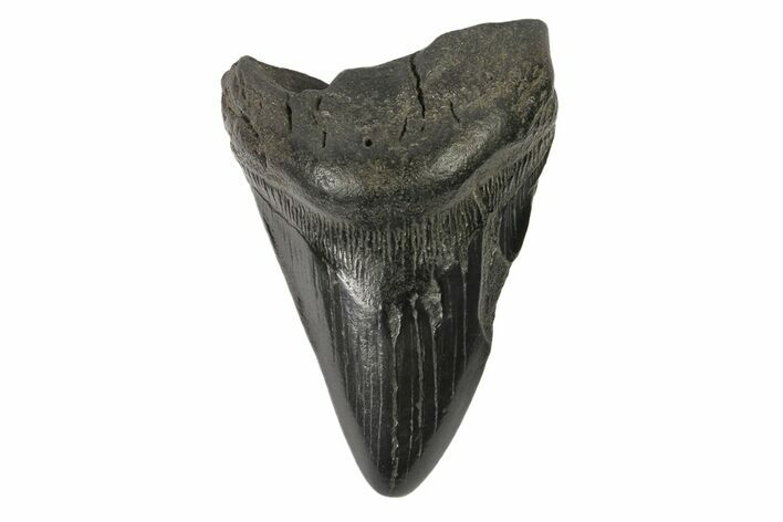 Bargain, Fossil Megalodon Tooth #168940